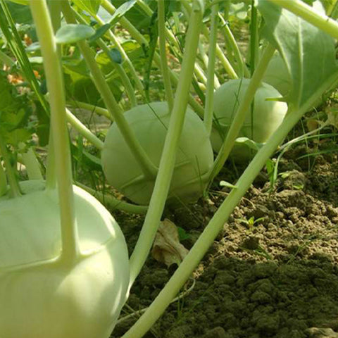 Green Kohlrabi Seeds