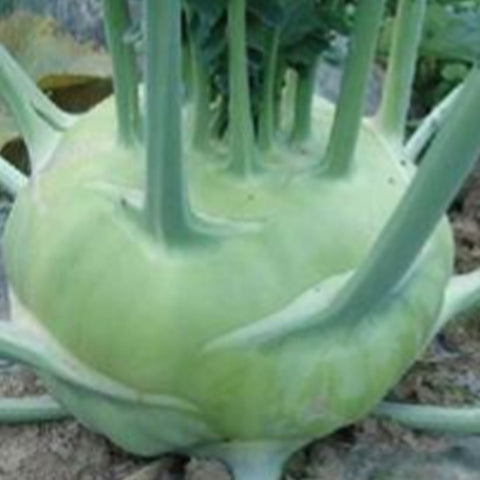 Green Kohlrabi Seeds