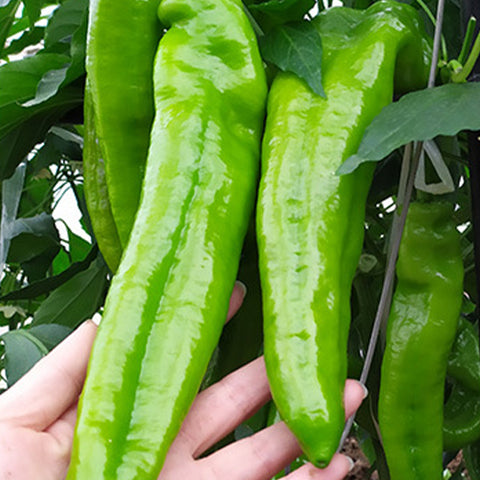 Green-Ox-Horn-Pepper-Chilli-Seeds