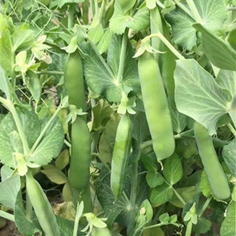 Green-Peas-Seeds