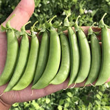 Green-Peas-Seeds