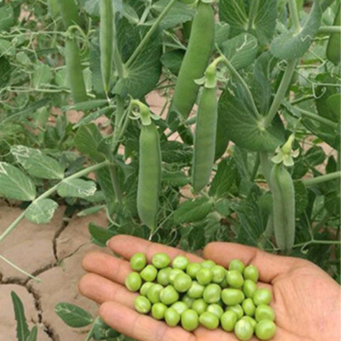 Green-Peas-Seeds