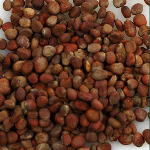 Red Radish Seeds – HeYou Seeds