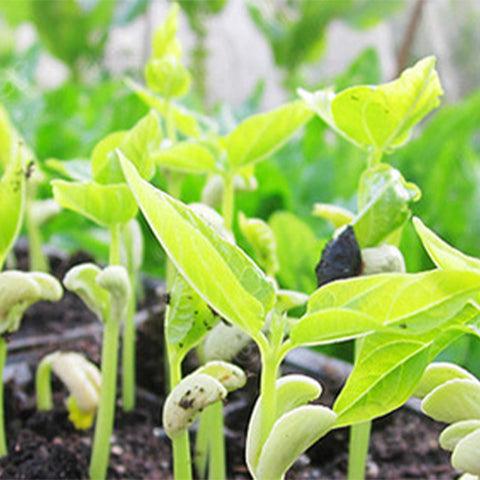 Green-Soy-Bean-Seeds