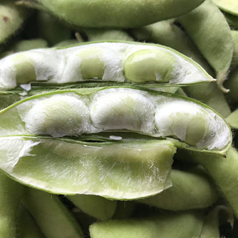 Green-Soy-Bean-Seeds
