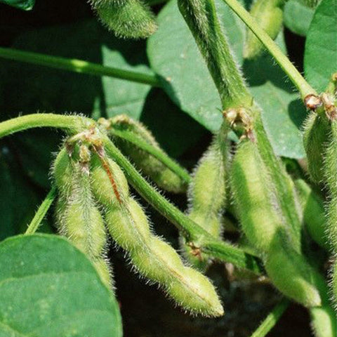 Green-Soy-Bean-Seeds