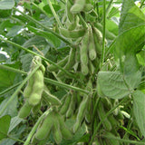 Green-Soy-Bean-Seeds