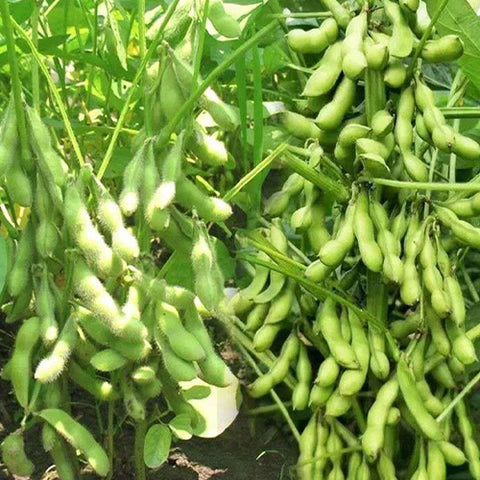 Green-Soy-Bean-Seeds