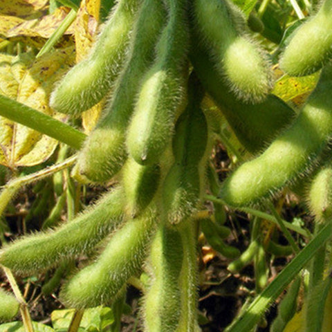 Green-Soy-Bean-Seeds