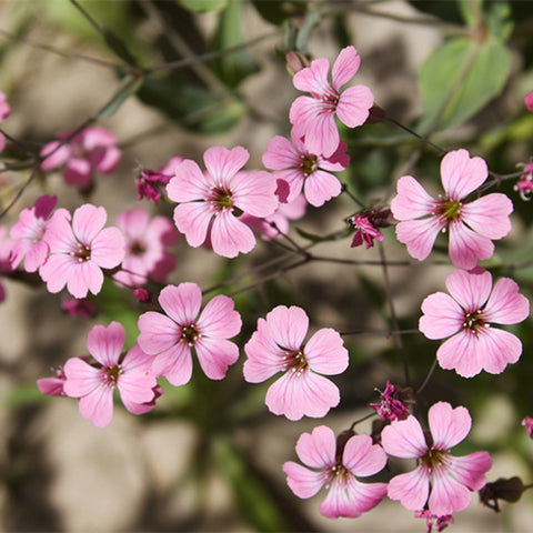 Gypsophila-Paniculata-Baby's-Breath-Seeds