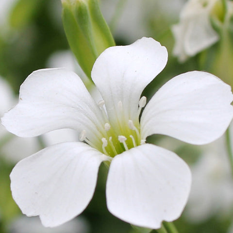 Gypsophila Paniculata & Baby's Breath Seeds