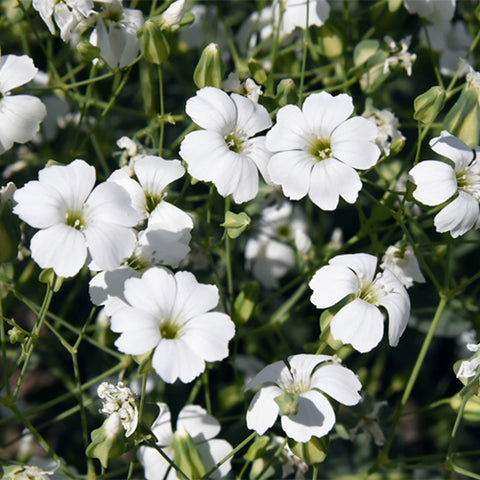 Gypsophila-Paniculata-Baby's-Breath-Seeds