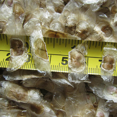 Handroanthus-chrysanthus-Tabebuia-chrysantha-Seeds