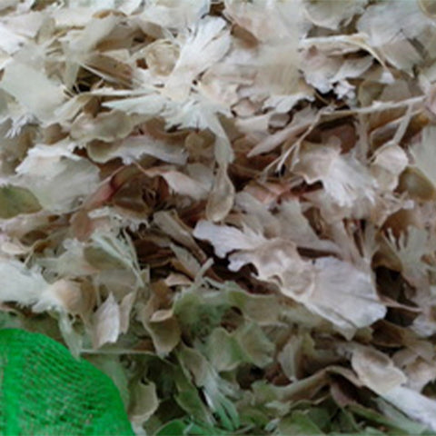 Handroanthus-impetiginosus-Purple-Flower-Wind-Suzuki-Seeds