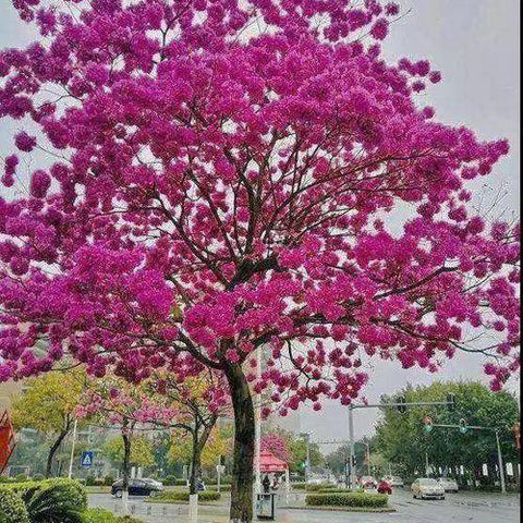 Handroanthus-impetiginosus-Purple-Flower-Wind-Suzuki-Seeds