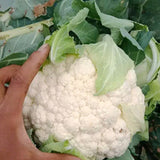 Hbrid F1 White Cauliflower Seeds