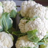 Hbrid F1 White Cauliflower Seeds