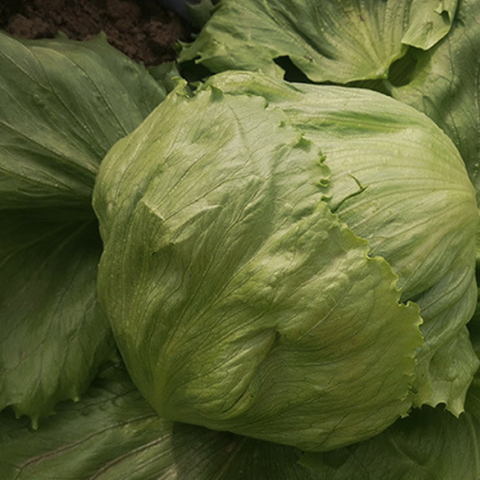 Head Lettuce Seeds