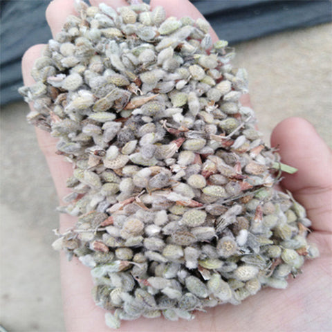 Hedysarum-scoparium-Flower-stick-Seeds