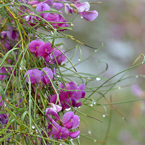Hedysarum-scoparium-Flower-stick-Seeds