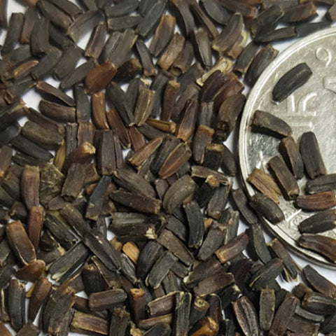 Helenium Autumnale & Bigelow's Sneezeweed Seeds