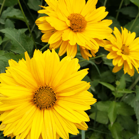 Helenium Autumnale & Bigelow's Sneezeweed Seeds