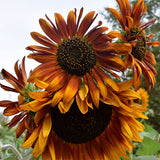 Helianthus-Annuus-Sunflower-Seeds