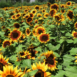 Helianthus-Annuus-Sunflower-Seeds