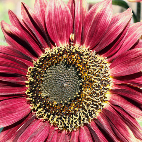 Helianthus-Annuus-Sunflower-Seeds
