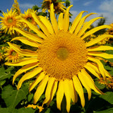 Helianthus-Annuus-Sunflower-Seeds