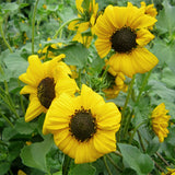 Helianthus-Annuus-Sunflower-Seeds