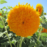 Helianthus-Annuus-Sunflower-Seeds