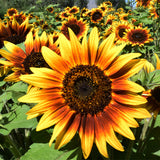 Helianthus-Annuus-Sunflower-Seeds