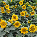 Helianthus-Annuus-Sunflower-Seeds