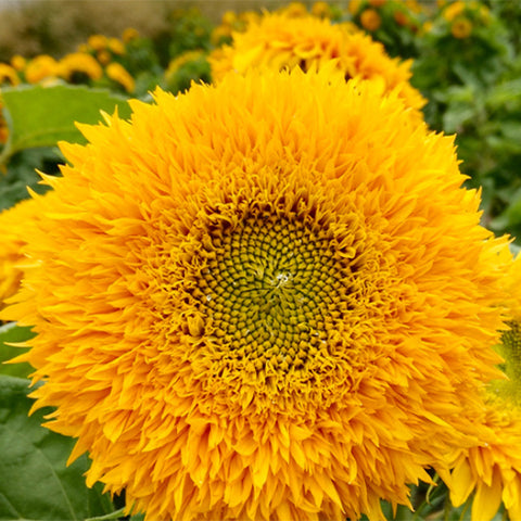Helianthus-Annuus-Sunflower-Seeds