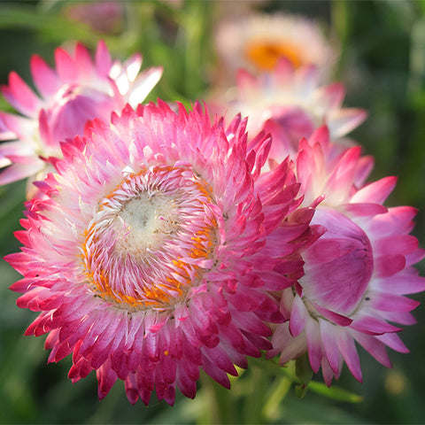 Helichrysum-Bracteatum-Strawflower-Seeds