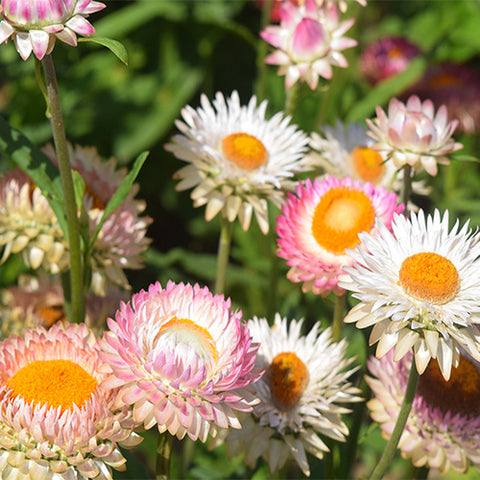 Helichrysum-Bracteatum-Strawflower-Seeds