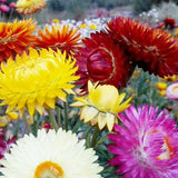 Helichrysum Bracteatum & Strawflower Seeds