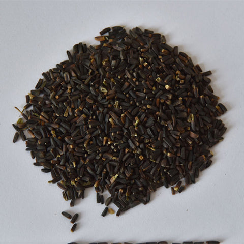 Heliopsis-Scabra-Heliopsis-Helianthoides-Seeds