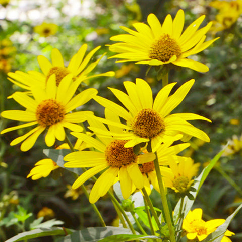 Heliopsis Scabra & Heliopsis Helianthoides Seeds