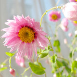 Helipterum-Manglesii-Pink-Sunray-Seeds