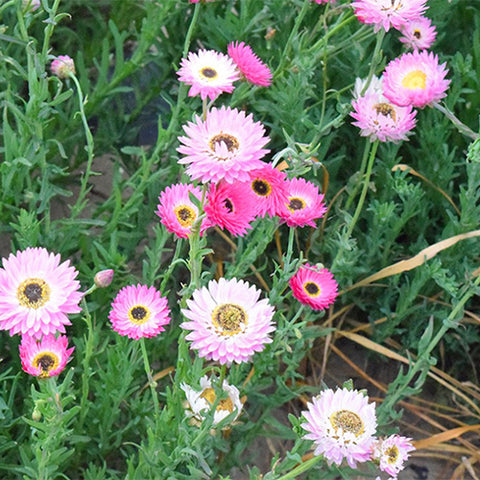 Helipterum-Rhodanthe-Chlorocephala-Seeds
