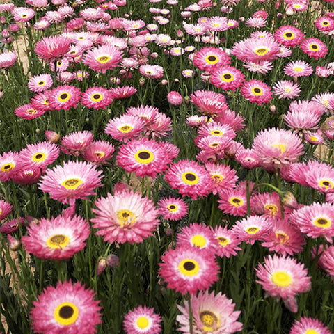 Helipterum & Rhodanthe Chlorocephala Seeds