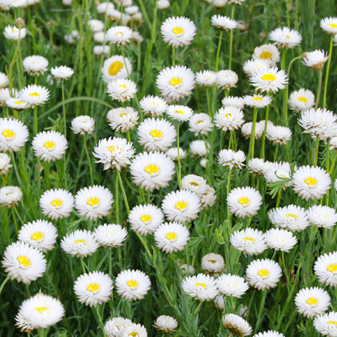 Helipterum & Rhodanthe Chlorocephala Seeds
