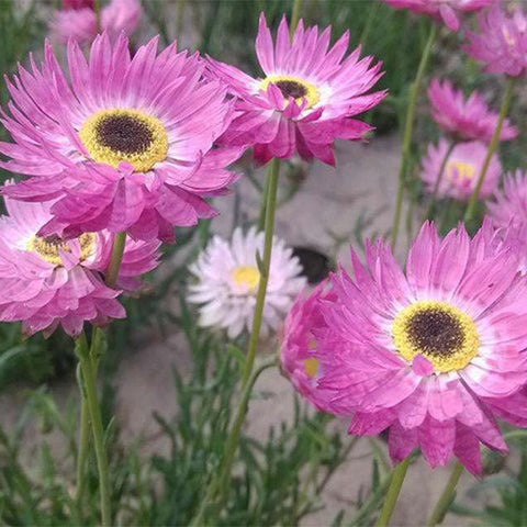 Helipterum-Rhodanthe-Chlorocephala-Seeds
