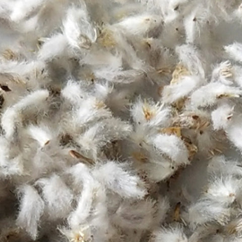 Helipterum Roseum & Everlasting Flower Seeds