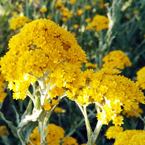 Helipterum Roseum & Everlasting Flower Seeds