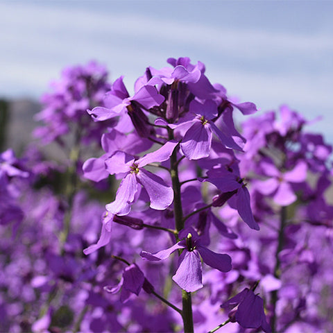Hesperis-Matronalis-Dames-Rocket-Seeds