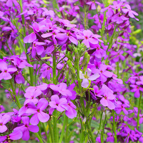 Hesperis Matronalis & Dames Rocket Seeds