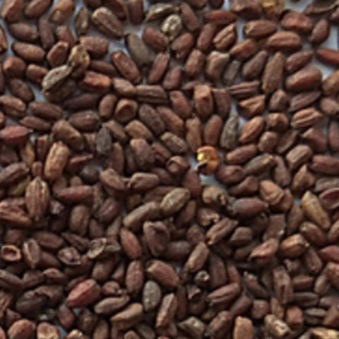 Hesperis Matronalis & Dames Rocket Seeds